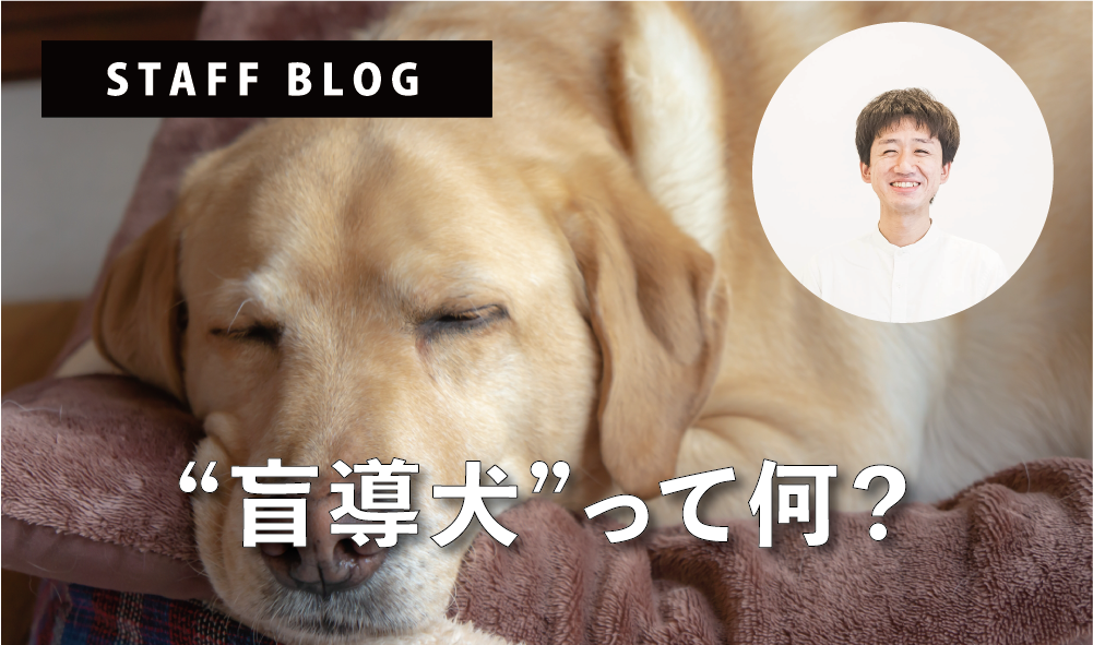 ”盲導犬”って何？